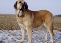 Испанский мастиф / Spanish Mastiff (Mastin Espanol)