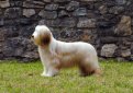 Бородатая колли (Бердед колли) / Bearded Collie