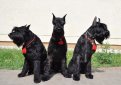 Ризеншнауцер (Гигантский шнауцер) / Riesenschnauzer (Giant Schnauzer)