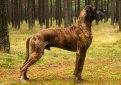Немецкий дог / Deutsche Dogge (Great Dane, German Mastiff)