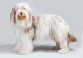 Бородатая колли (Бердед колли) / Bearded Collie