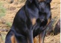 Американская черно-подпалая енотовая гончая / Black and Tan Coonhound (American Black and Tan Coonhound)