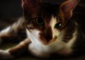Ориентальная кошка / Oriental Cat