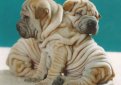 Шарпей (Китайская бойцовая собака) / Shar Pei (Chinese Fighting Dog)