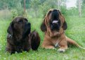 Фила бразилейру (Бразильская фила, бразильский мастиф) / Fila Brasileiro (Brazilian Mastiff)