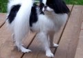 Японский хин / Japanese Chin (Japanese Spaniel)