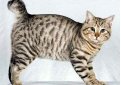 Американский бобтейл / American Bobtail