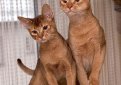 Абиссинская кошка / Abyssinian Cat