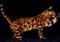 Бенгальская кошка (Бенгал) / Bengal Cat Бенгальская кошка (Бенгал) / Bengal Cat