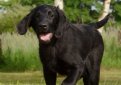 Гладкошерстный ретривер (Прямошерстный ретривер) / Flat-Coated Retriever