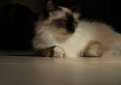 Священная бирма (Бирманская кошка) / Birman Cat