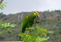 Желтоплечий амазон (Желтокрылый амазон) / Amazona Barbadensis