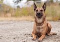 Малинуа (Бельгийская овчарка малинуа) / Belgian Shepherd Malinois (Malinois,  Belgian Malinois)