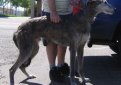 Американская оленья собака (Американская оленья борзая) / American Staghound