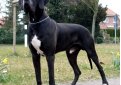 Немецкий дог / Deutsche Dogge (Great Dane, German Mastiff)