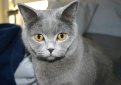 Британская короткошерстная кошка / British Shorthair Cat
