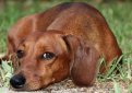 Такса короткошерстная (Такса гладкошерстная) / Dachshund