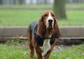 Бассет-хаунд / Basset Hound