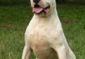 Аргентинский дог (Аргентинский мастиф, дого аргентино) / Dogo Argentino (Argentinian Mastiff)