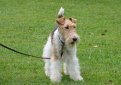 Жесткошерстный фокстерьер / Wire Fox Terrier (Wire-Haired Fox Terrier)