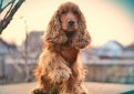 Английский кокер-спаниель / English Cocker Spaniel