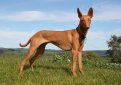 Фараонова собака / Pharaoh Hound (Kelb-tal Fenek)