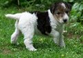 Жесткошерстный фокстерьер / Wire Fox Terrier (Wire-Haired Fox Terrier)