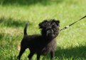 Аффенпинчер (Обезьяний пинчер) / Affenpinscher (Monkey Dog)