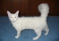ЛаПерм (Ла-Перм) / LaPerm Cat