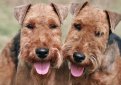 Вельштерьер (Уэльский терьер, вельш-терьер) / Welsh Terrier (Welshie)