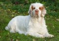 Кламбер-спаниель (Кламбер) / Clumber Spaniel