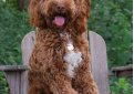 Лабрадудль / Labradoodle