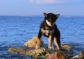 Шиба-ину (Сиба-ину, малая японская собака) / Shiba Inu (Japanese Shiba Inu, Japanese Small Size Dog, Shiba Ken)