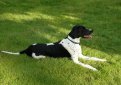 Английский пойнтер (Пойнтер) / English Pointer (Pointer)