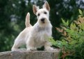 Шотландский терьер (Скотч-терьер, скотти) / Scottish Terrier (Scottie, Aberdeen Terrier)