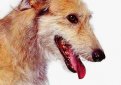 Американская оленья собака (Американская оленья борзая) / American Staghound Американская оленья собака (Американская оленья борзая) / American Staghound