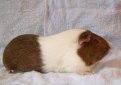 Голландская морская свинка / Dutch Cavy (Holland Guinea Pig)