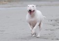 Бультерьер (Английский бультерьер) / Bull Terrier (Bully, Gladiator, English Bull Terrier)