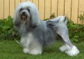 Лион бишон (Бишон лион, левхен, лоучен, львиная собака) / Lion Bichon (Petit Chien Lion Lowchen, Little Lion Dog) Лион бишон (Бишон лион, левхен, лоучен, львиная собака) / Lion Bichon (Petit Chien Lion Lowchen, Little Lion Dog)