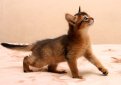 Сомали (Сомалийская кошка) / Somali Cat