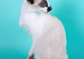 Сейшельская кошка / Seychellois Cat