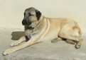 Анатолийский карабаш (Анатолийская овчарка) / Anatolian Shepherd Dog (Anatolian Karabash Dog)