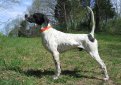 Английский пойнтер (Пойнтер) / English Pointer (Pointer)