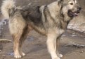 Кавказская овчарка / Caucasian Shepherd (Caucasian Sheepdog)