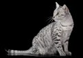 Египетская мау / Egyptian Mau