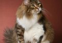 Сибирская кошка / Siberian Cat