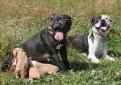 Американский питбультерьер (Питбуль) / American Pit Bull Terrier (American Pit Bull, Pit Bull Terrier)