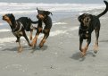 Венгерский бракк (Эрдели копо, трансильванская гончая) / Hungarian Hound (Erdelyi Kopo, Transylvanian Hound)