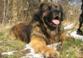 Леонбергер / Leonberger