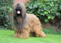 Бриар (Французская овчарка) / Briard (Berger Briard, Berger de Brie)